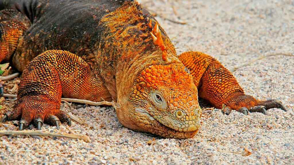 Wildlife at Galapagos